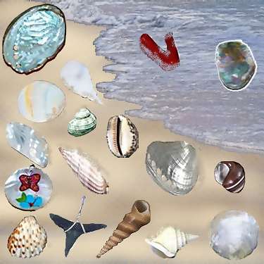 Wholesale Sea Shell Jewelry